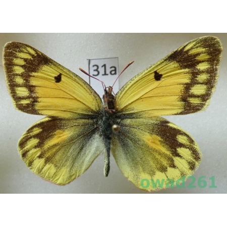 Colias nina tsurpuana Grieshuber, 1996 China31a